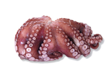 STICK. Octopus Meat Raw  28-30  1kg FZ