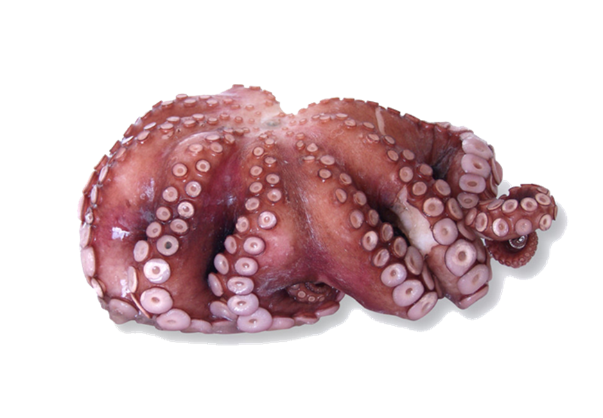 Octopus Meat Raw  28-30  1kg FZ