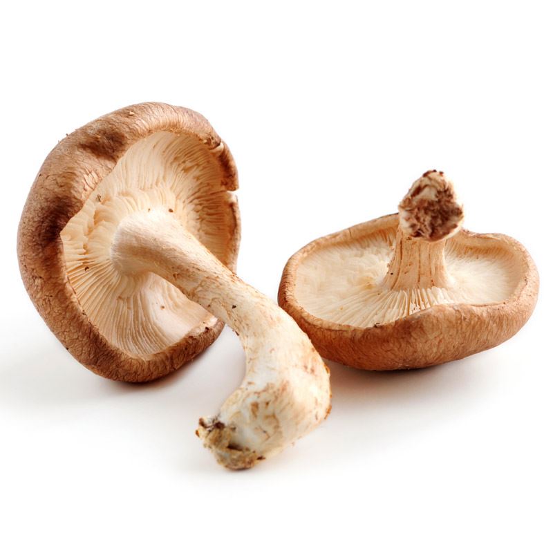 Shitaki Mushroom.