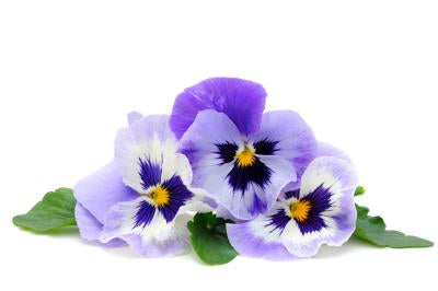Purple Viola Pkt