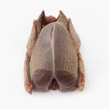 Wood Pigeon