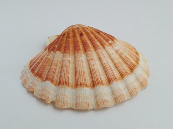CHAP. Scallop Shells 10-13cm. (G). Each