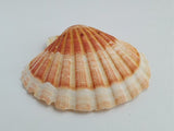 CHAP. Scallop Shells 10-13cm. (G). Each