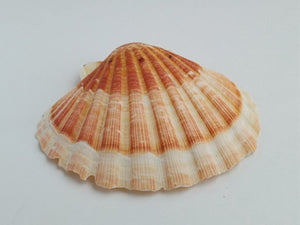 390. Scallop Shells 10-13cm. (G). Each