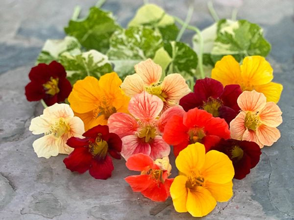 Edible Micro Alaskan Nasturtium punnet