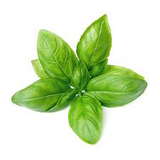 NAT. Basil Bunch