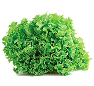 Lettuce Green Batavia