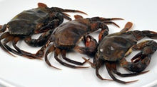 Load image into Gallery viewer, 625  Crab Soft shell Jumbo  12x75-95g  FZ
