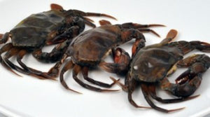 625  Crab Soft shell Jumbo  12x75-95g  FZ