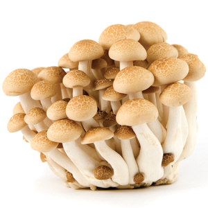 Shimiji Mushrooms Pkt