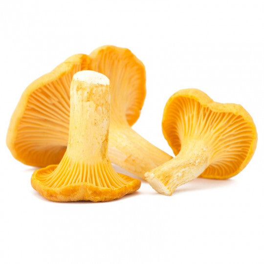 Chanterelle Mushroom kilo