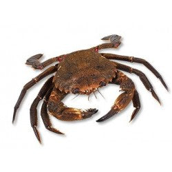 CHAP. Crab Whole Brown Cocks Live  1.5Kg +  KG
