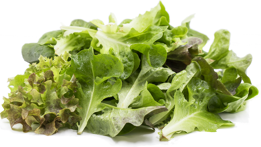 Lettuce Europa Mix Salad 500g Pkt
