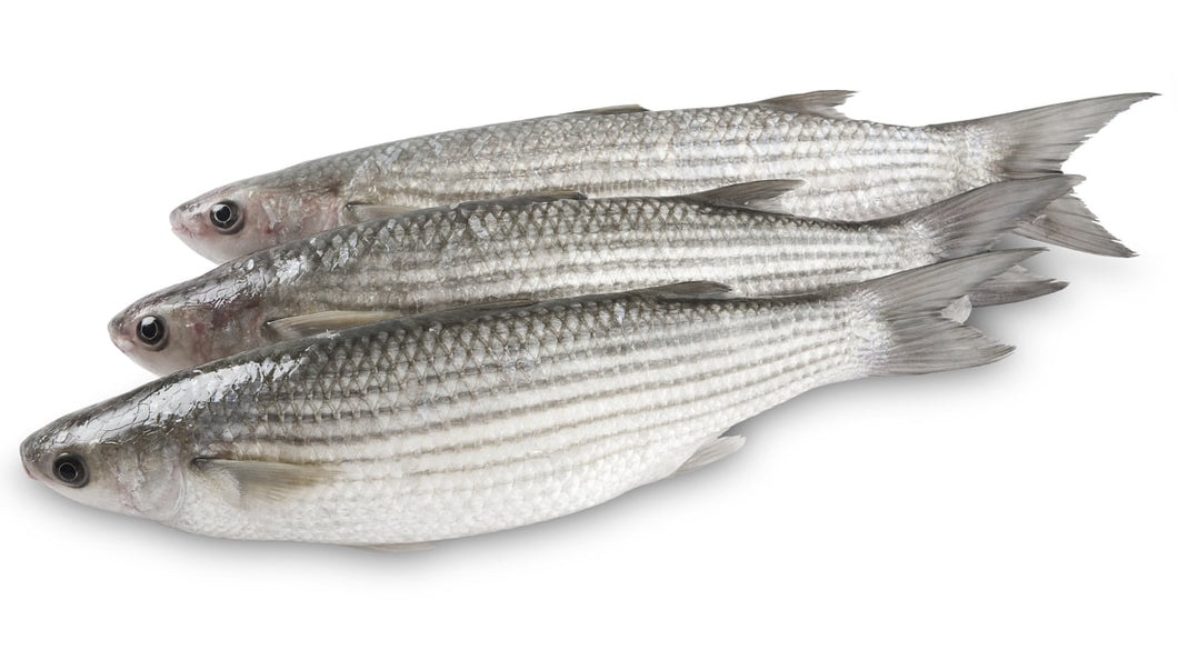 060  Grey Mullet 500-999g   Priced by Kg. Each