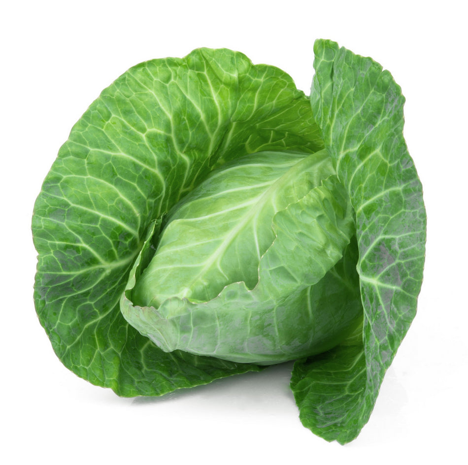 Cabbage Hispi