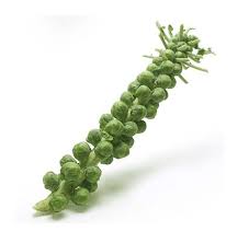 Brussel Sprouts Stalks box