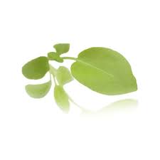 SUP. Micro Lemon Sorrell Cress. 30gm