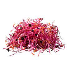 Micro Beetroot Sprouts 50gm
