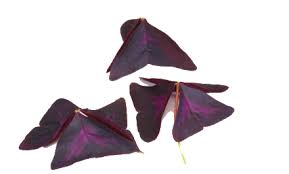 SUP. YKA Leaves  2x15 pkt