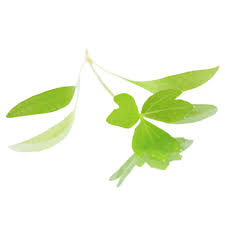 Micro Lovage Cress. 15gm