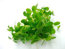 SUP. Cress Rocola  16 Punnet Box