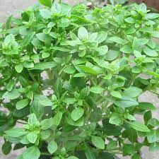 Micro Greek Basil Cress 30gm