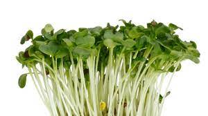 Cress Daikon