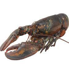STICK. Lobster Import 600-800g Each.Priced in Kilos