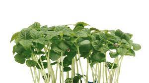 Micro Perilla Cress. 30gm