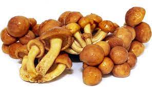 SUP. Nameko Mushroom Kilo