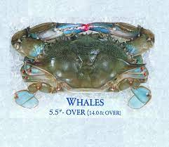 STICK. Crab Soft Shell Whale  x9  FZ