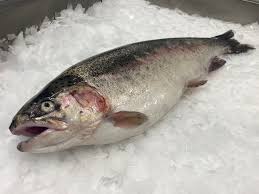 STICK. Trout Chalkstream 200-220g. Each