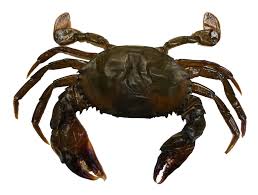 STICK. Crab Soft Shell Whale  x9  FZ