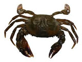 STICK. Crab Soft Shell Whale  x9  FZ