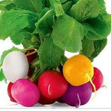 Radish Leaf Bunch Mix Colour