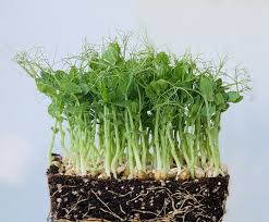Cress Peashoots Growing
