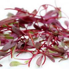 SUP. Micro Beetroot Cress. 160gm