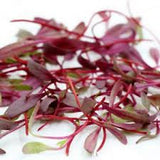 SUP. Micro Beetroot Cress. 160gm