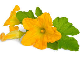 Micro Courgette Flower  200g