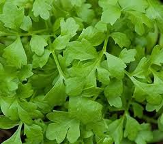 Micro Greek Cress 30gm