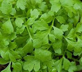Micro Greek Cress 30gm
