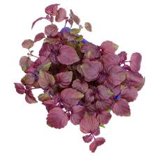 Micro Red Shiso Cress 30g