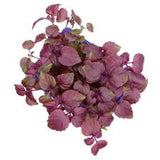 Micro Red Shiso Cress 30g
