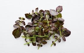 Micro Red Water Cress. 30gm