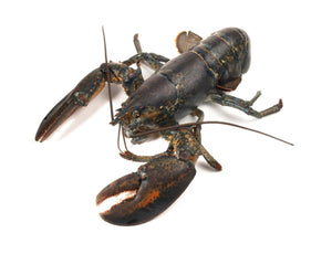 3462  Lobster Native Live 600-800g each. Price by Kg