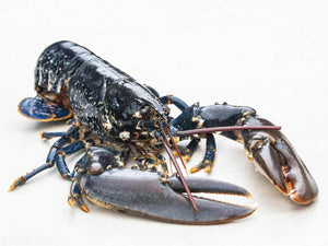 6819  Lobster Whole Raw bodies  Kg FZ