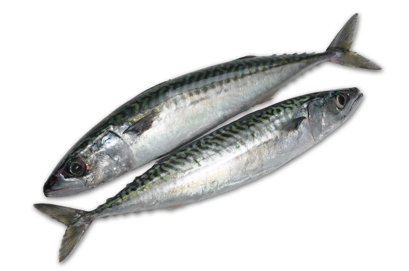 133  Mackerel Whole Large. Priced by Kg. Each