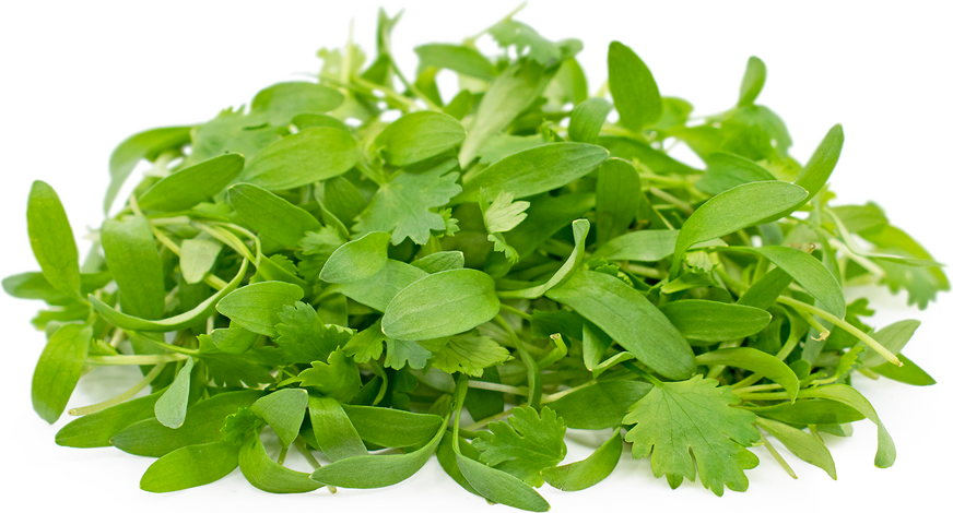 SUP. Micro Coriander Cress. 30g