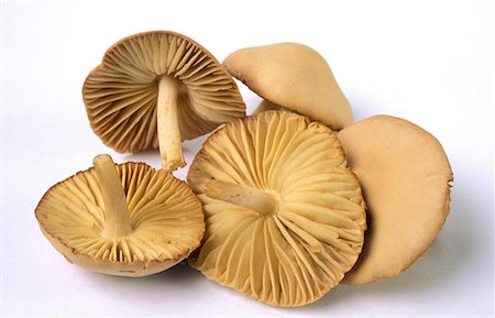 Mousseron Mushroom kilo
