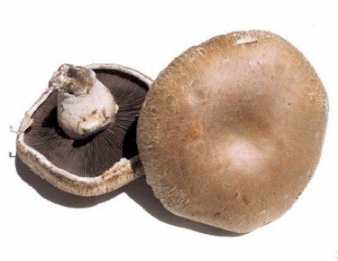 SUP. Portobello Mushroom